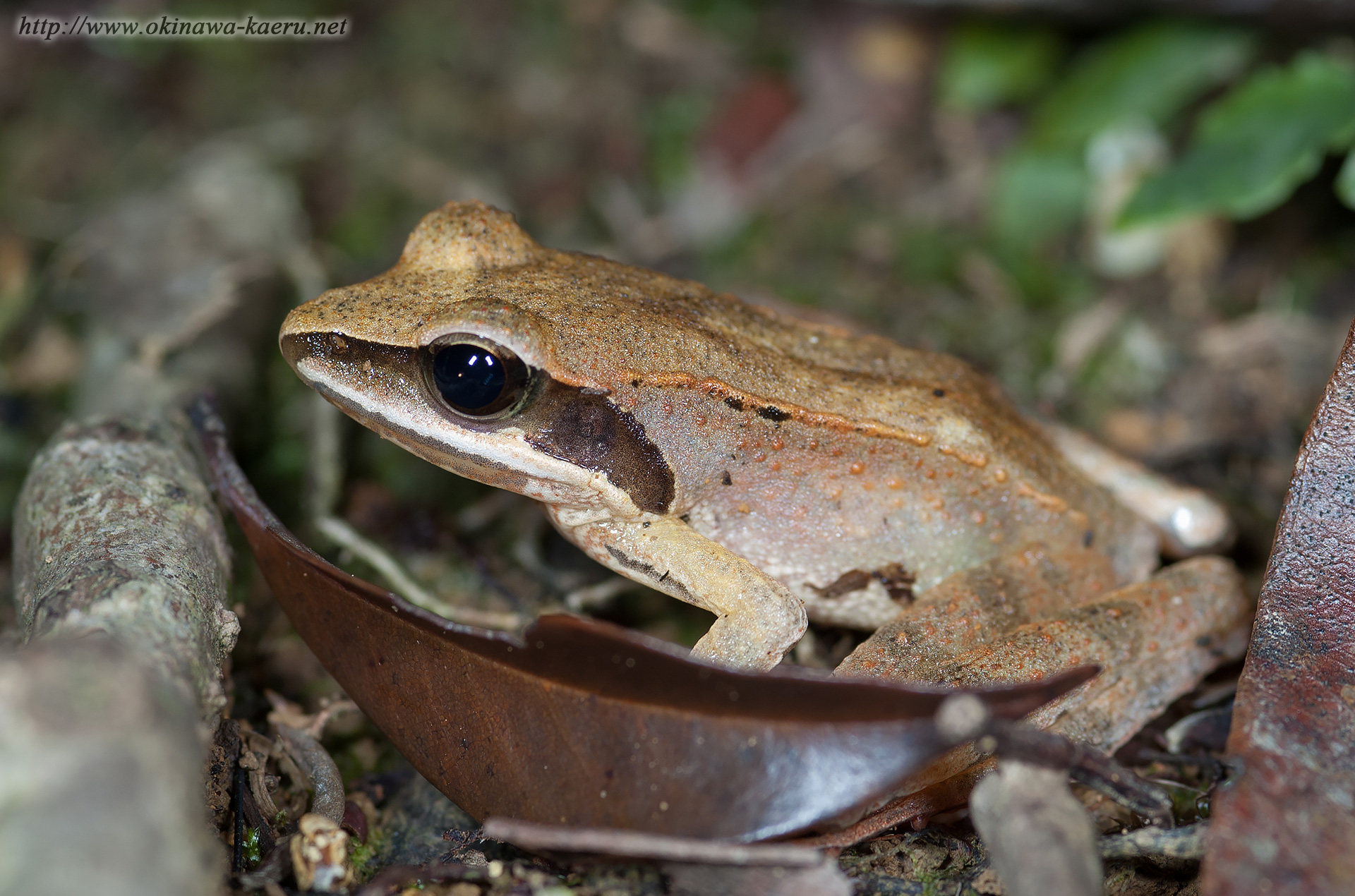 リュウキュウアカガエルの画像