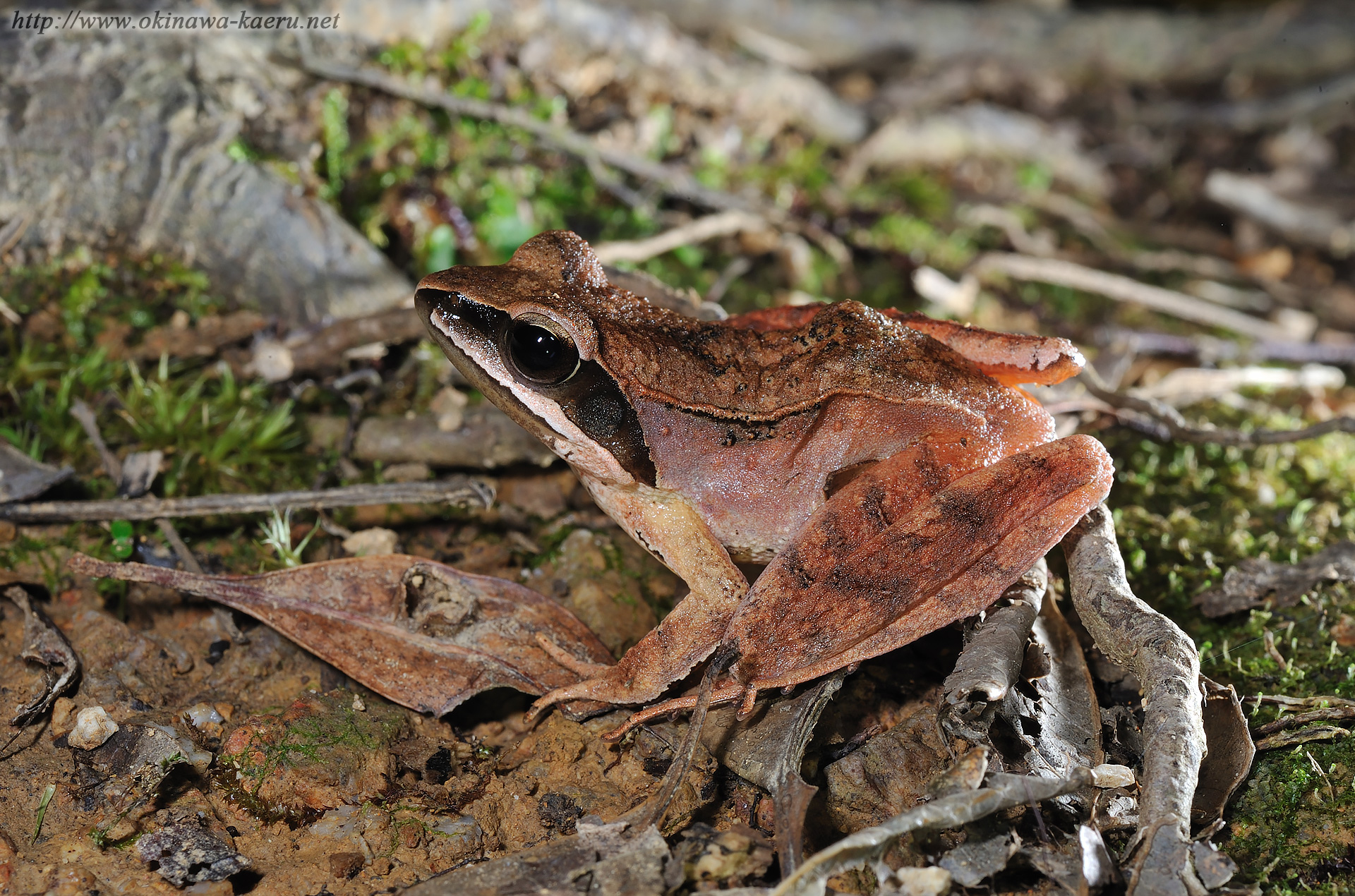 リュウキュウアカガエルの画像