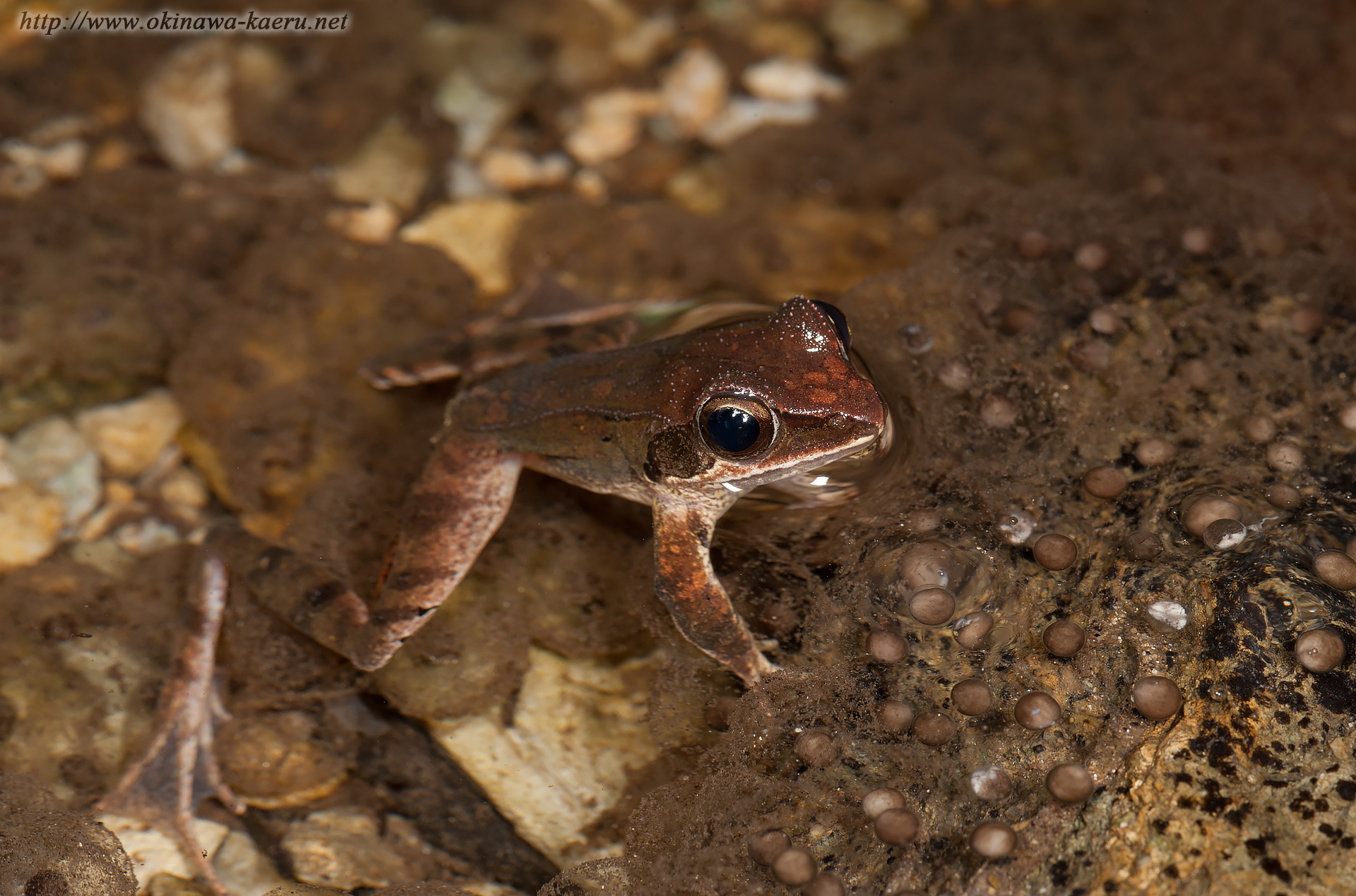 リュウキュウアカガエルの画像