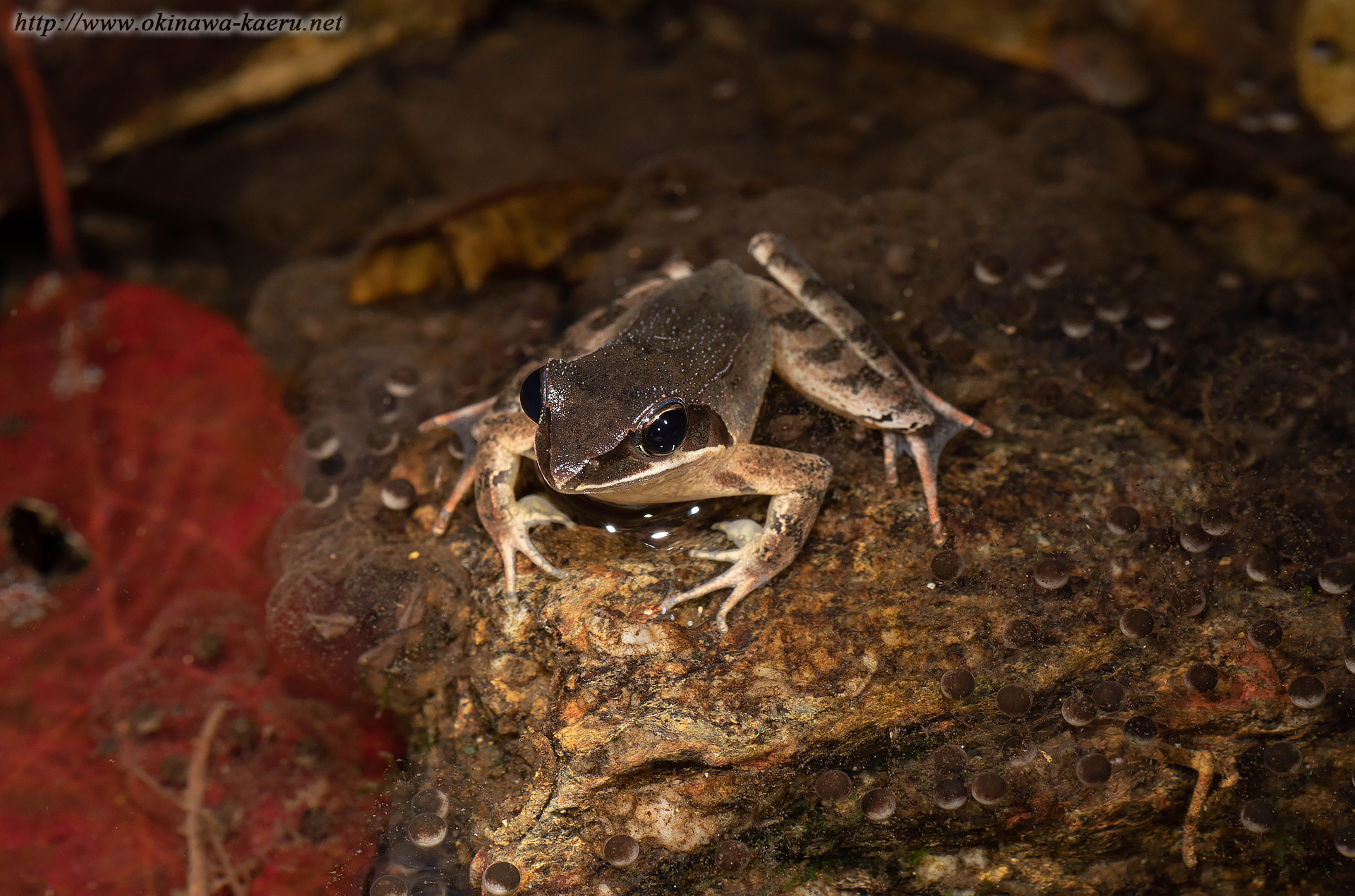 リュウキュウアカガエルの画像