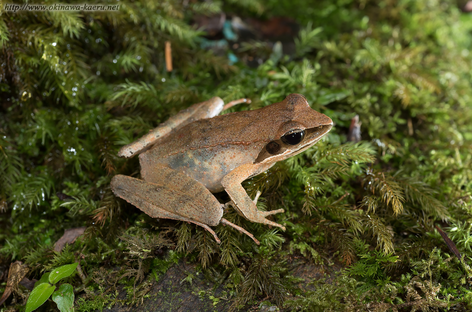 リュウキュウアカガエルの画像