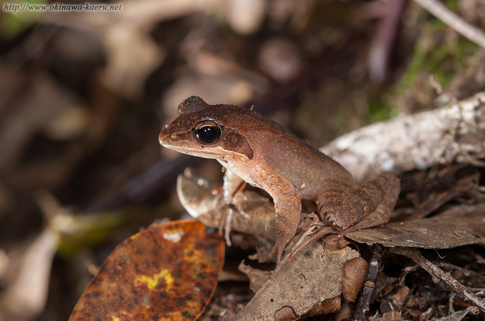 リュウキュウアカガエル Rana ulma Ryukyu brown frog おきなわカエル商会