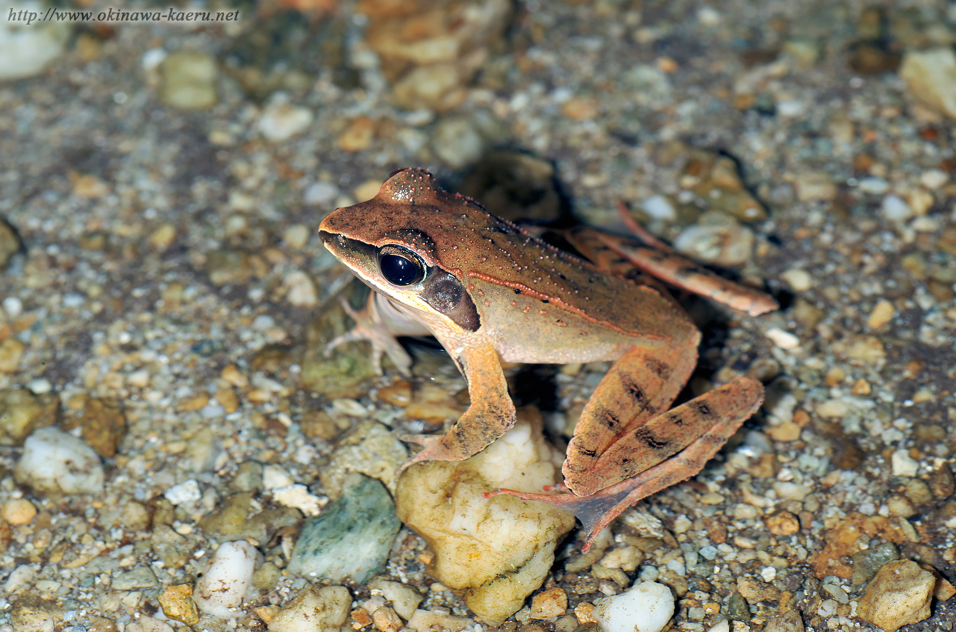 リュウキュウアカガエルの画像