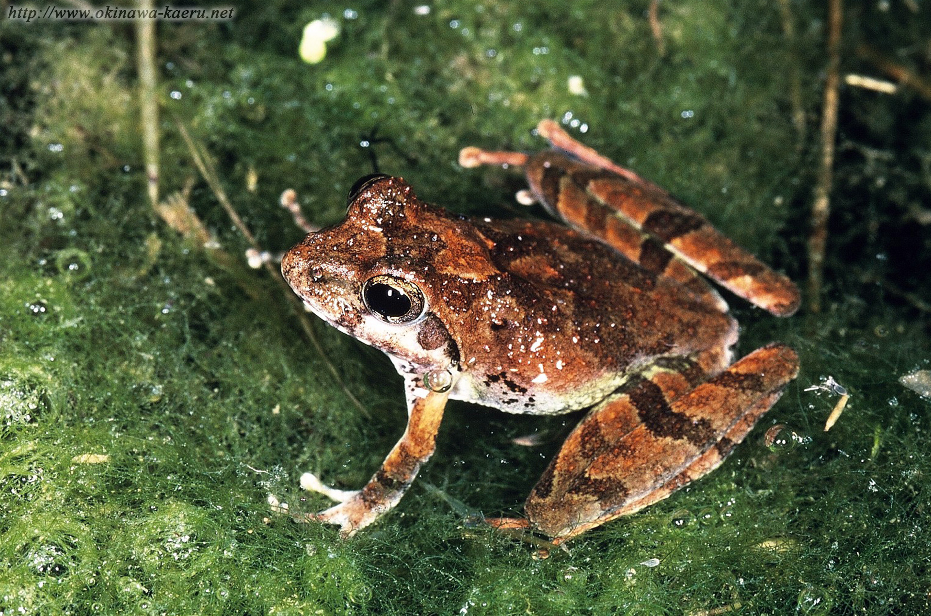 リュウキュウカジカガエルの画像