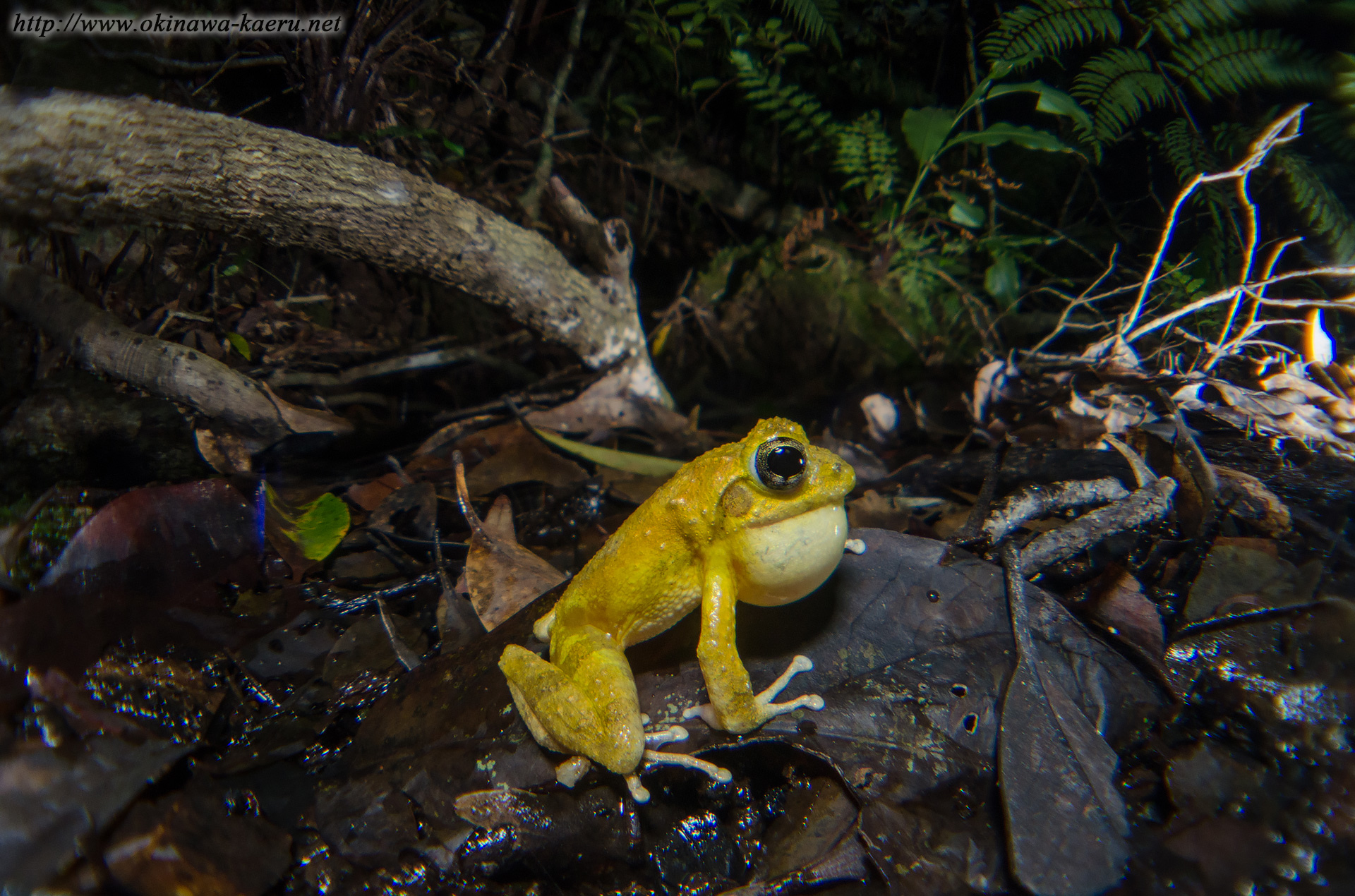 リュウキュウカジカガエルの画像