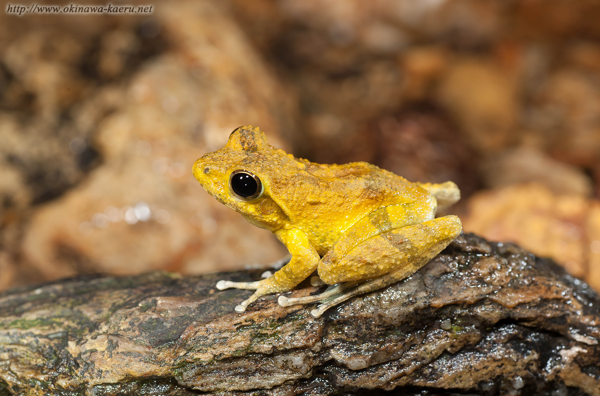 リュウキュウカジカガエルの画像