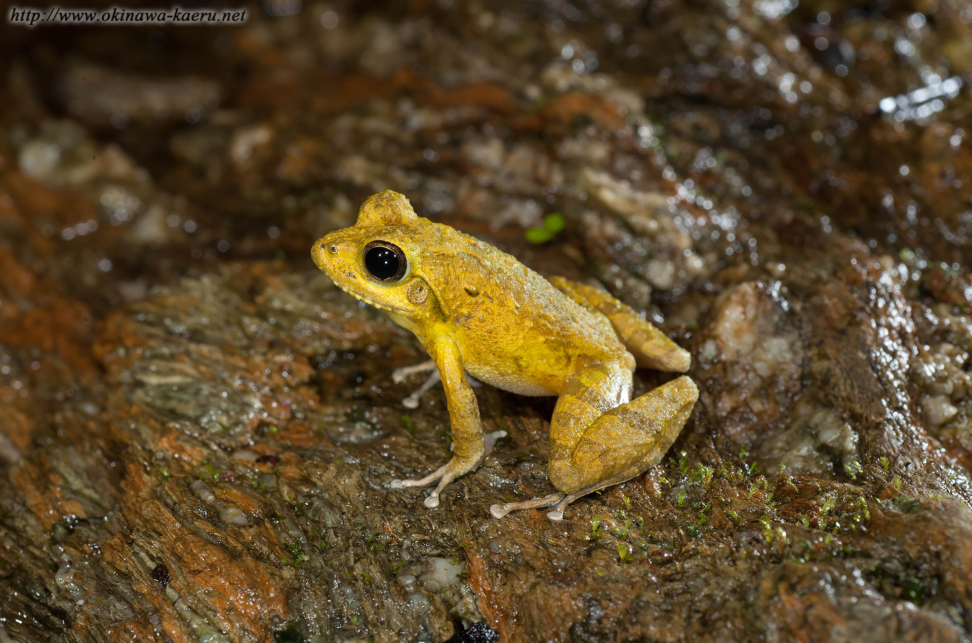 リュウキュウカジカガエルの画像