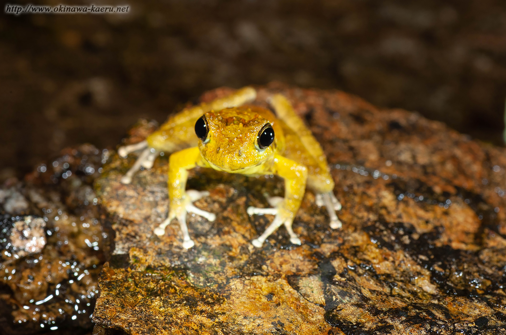 リュウキュウカジカガエルの画像