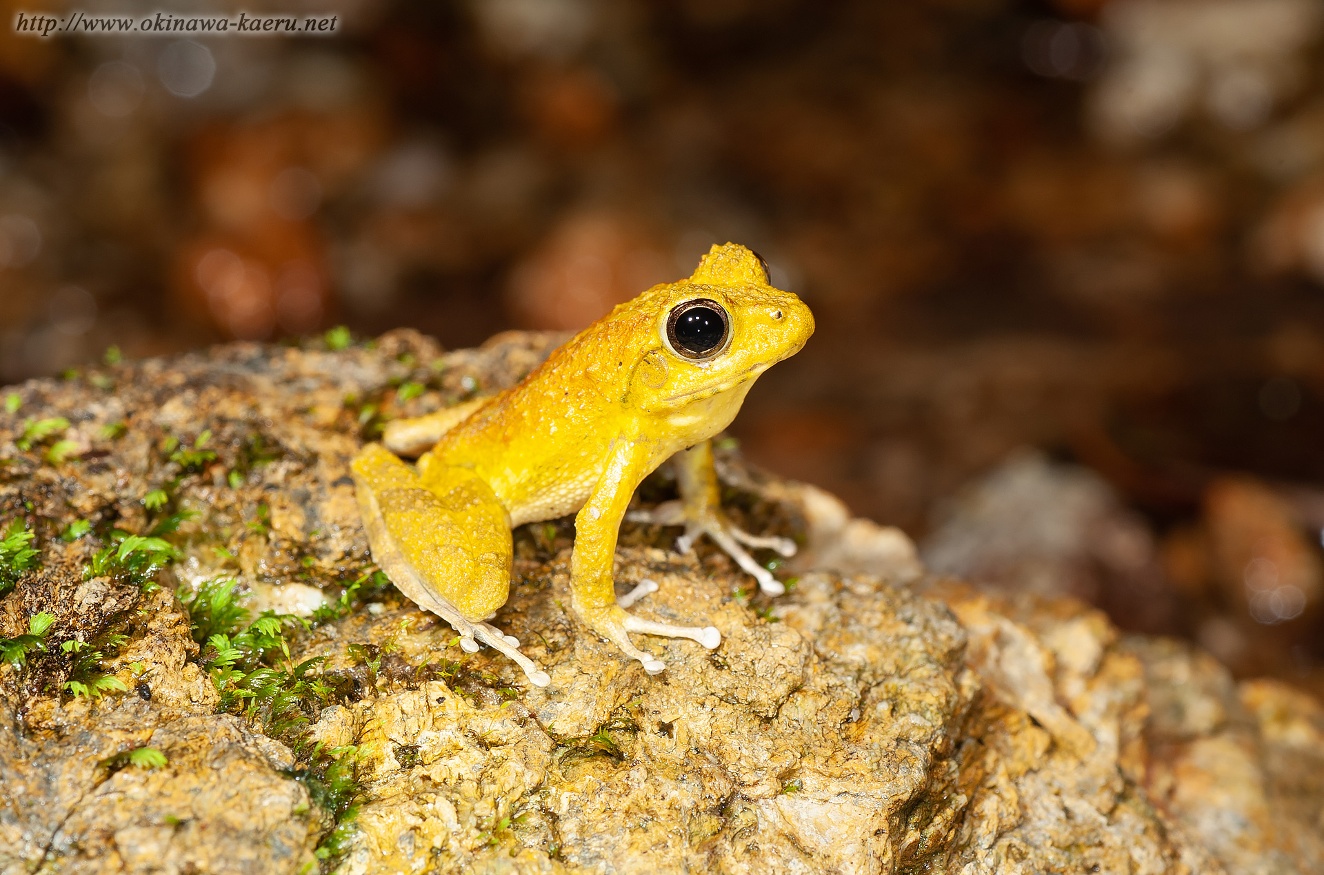 リュウキュウカジカガエルの画像