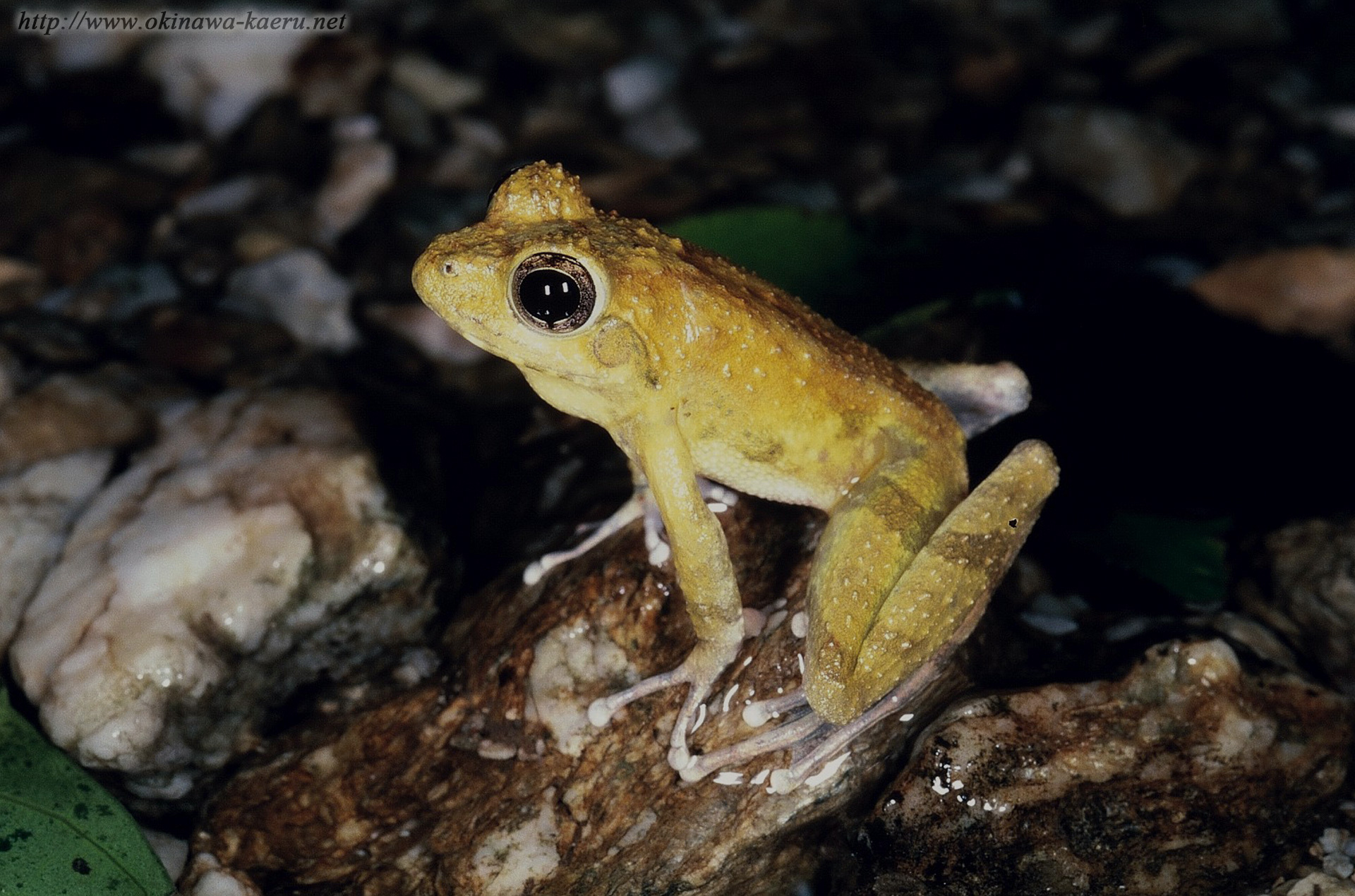 リュウキュウカジカガエルの画像