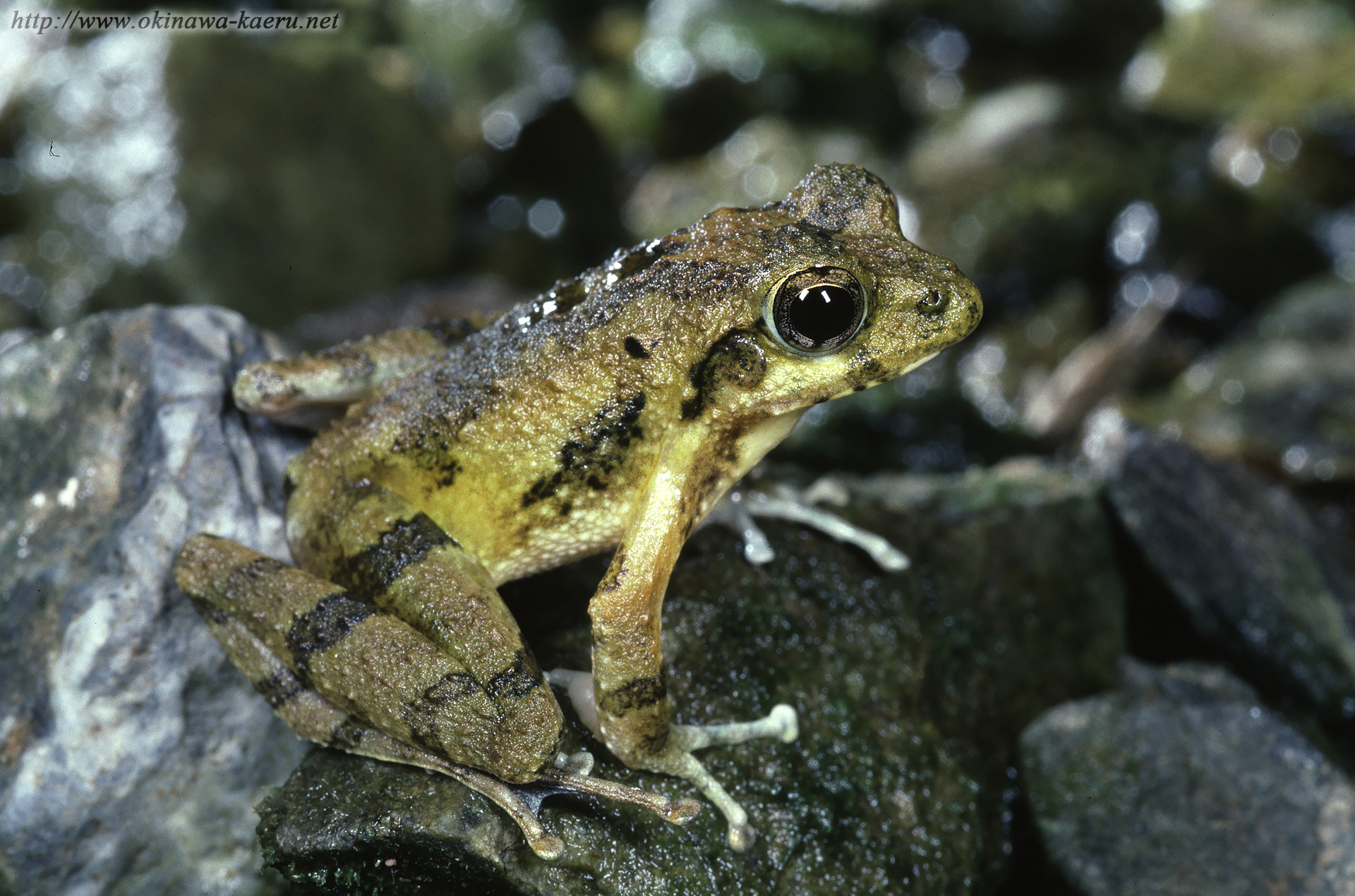 リュウキュウカジカガエルの画像