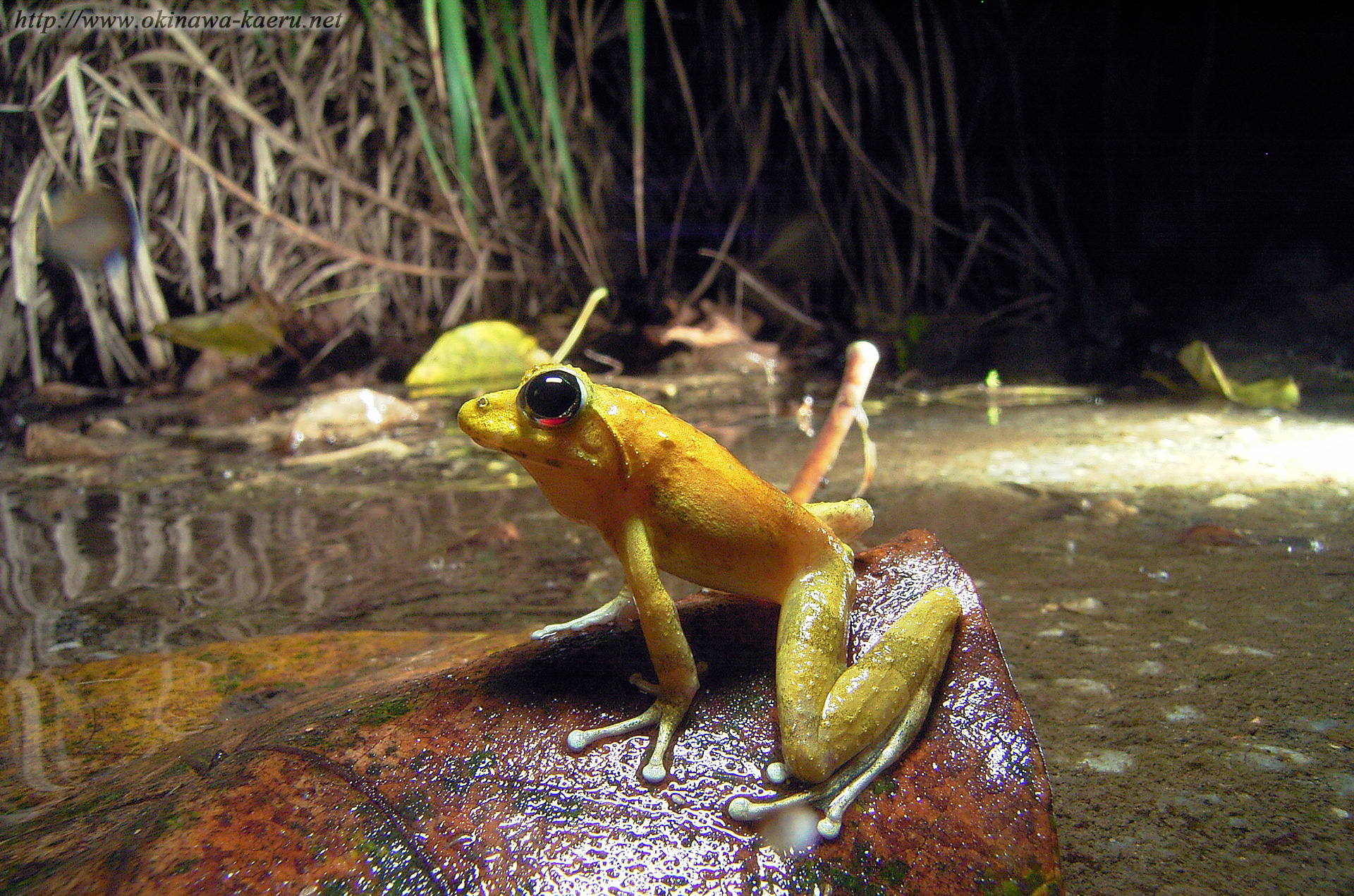 リュウキュウカジカガエルの画像