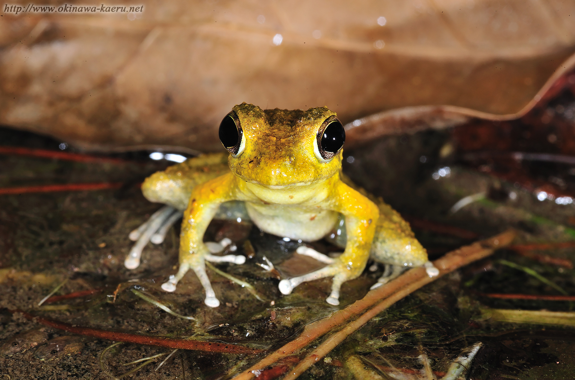 リュウキュウカジカガエルの画像