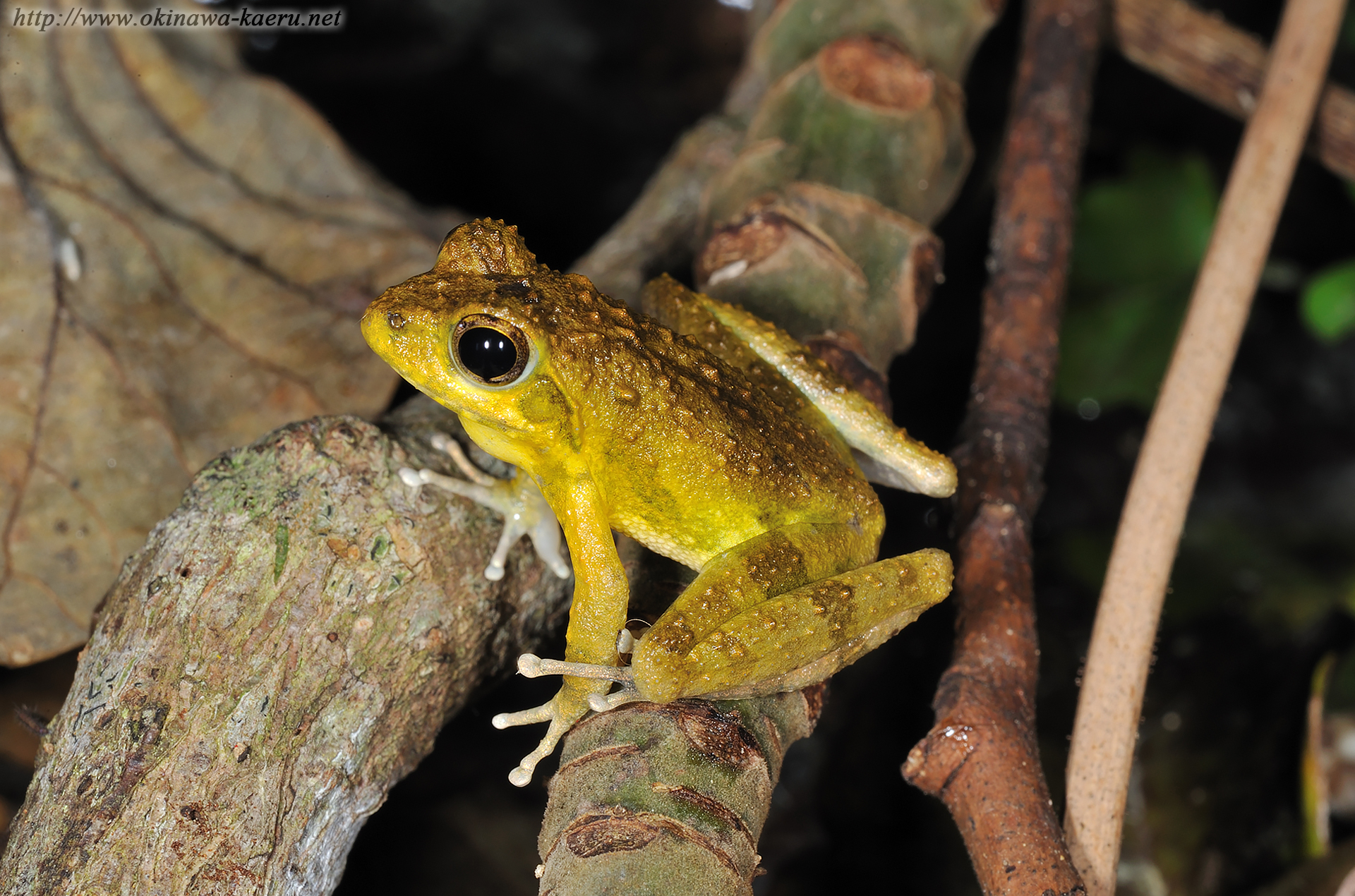 リュウキュウカジカガエルの画像