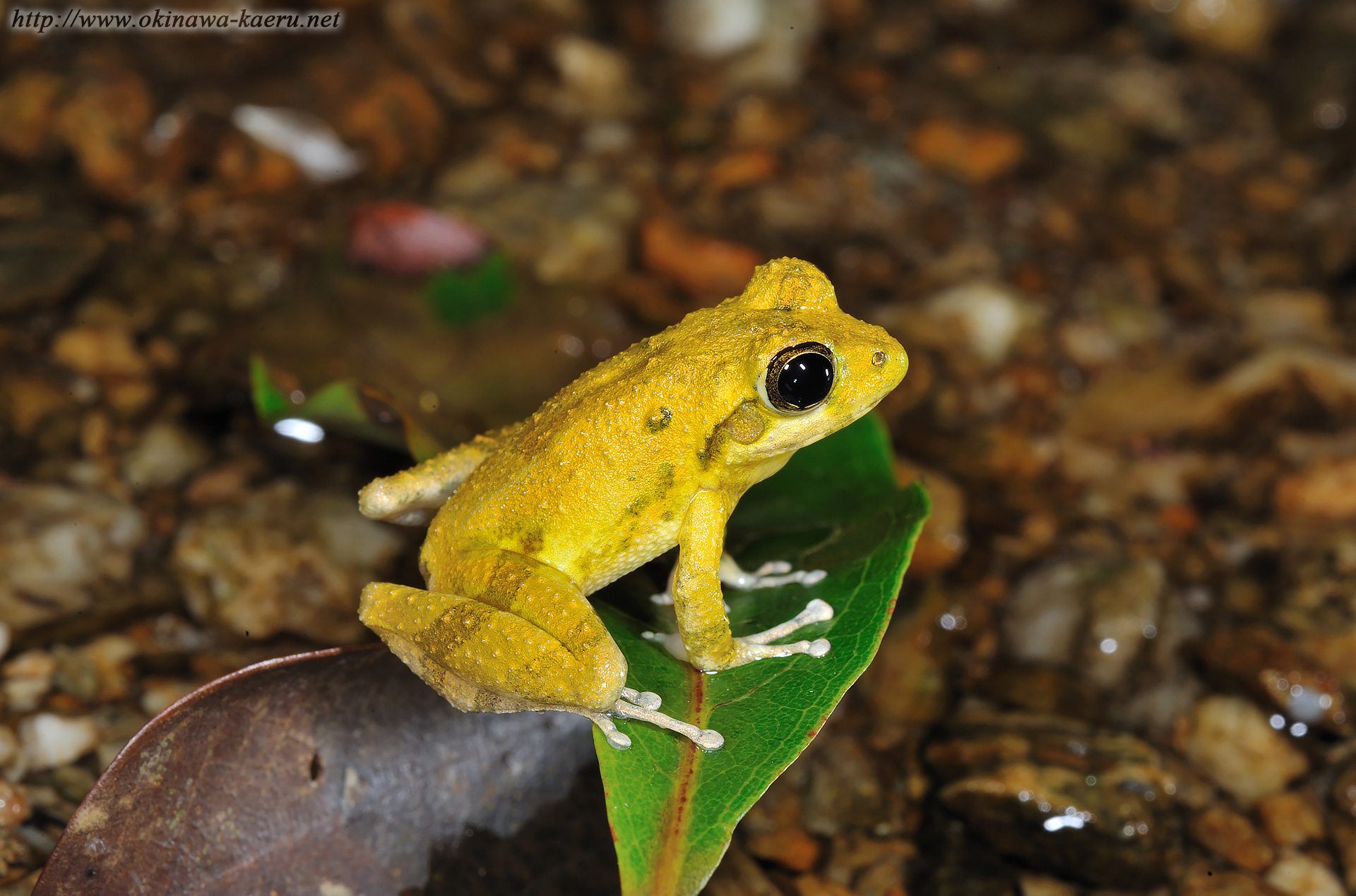 リュウキュウカジカガエルの画像