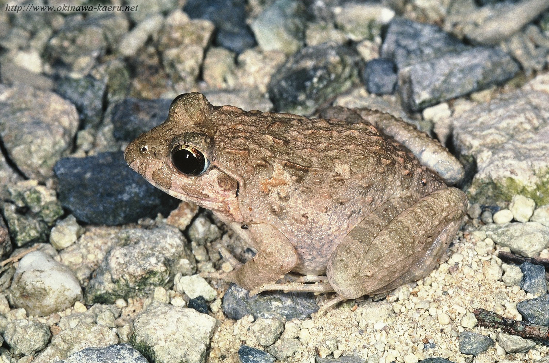 サキシマヌマガエルの画像