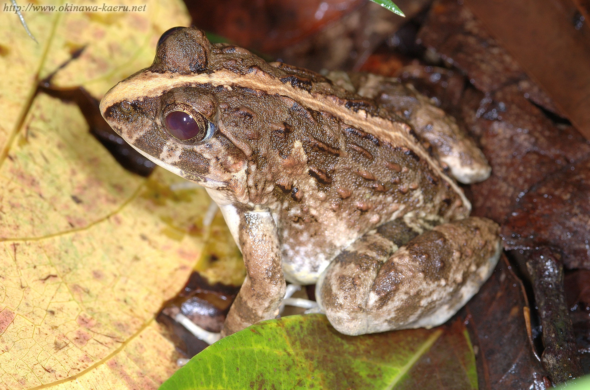 サキシマヌマガエルの画像