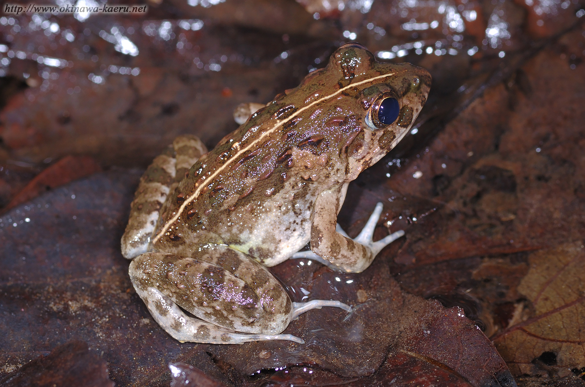 サキシマヌマガエルの画像
