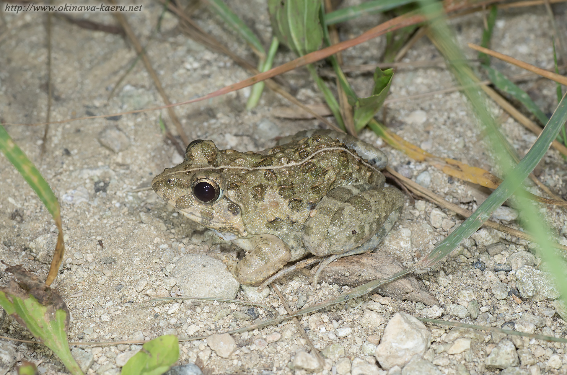 サキシマヌマガエルの画像