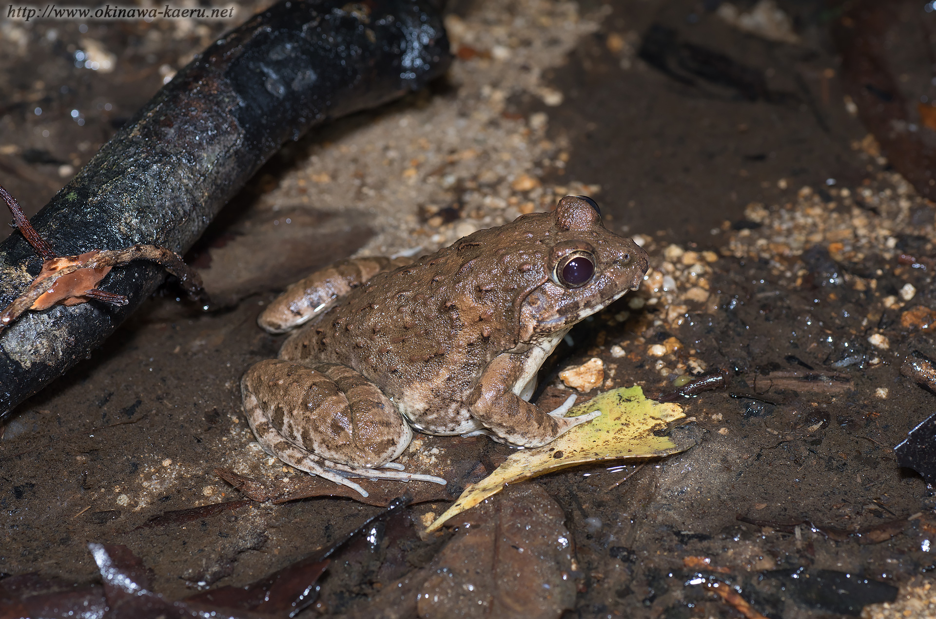 サキシマヌマガエルの画像