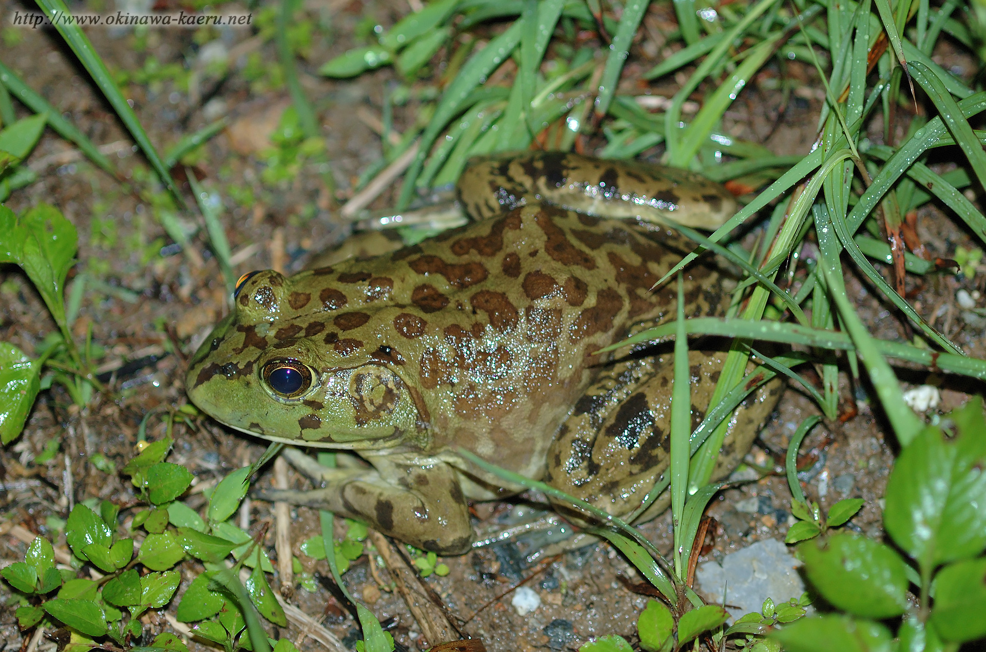 ウシガエルの画像