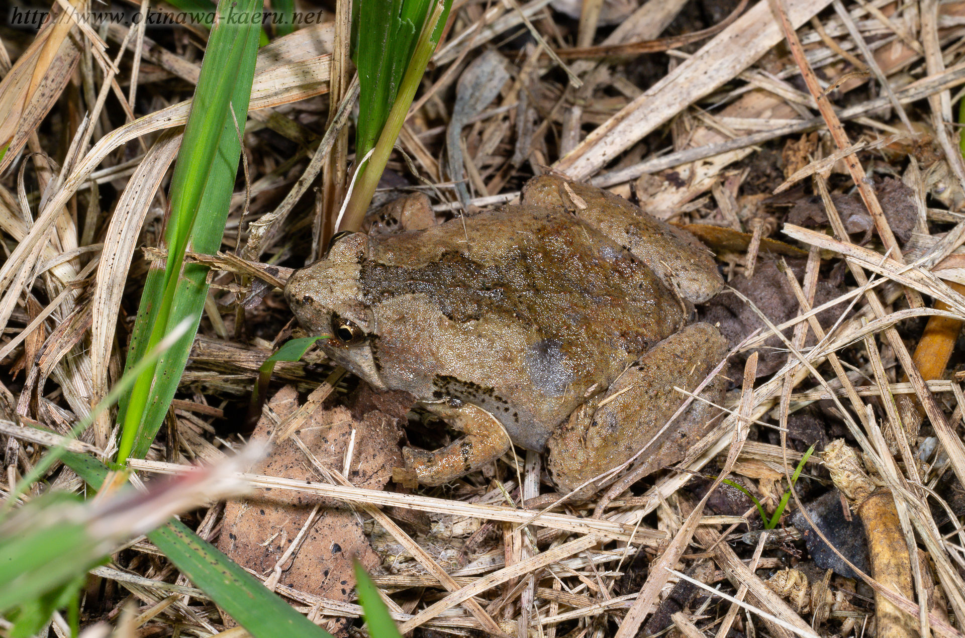 ヤエヤマヒメアマガエルの画像