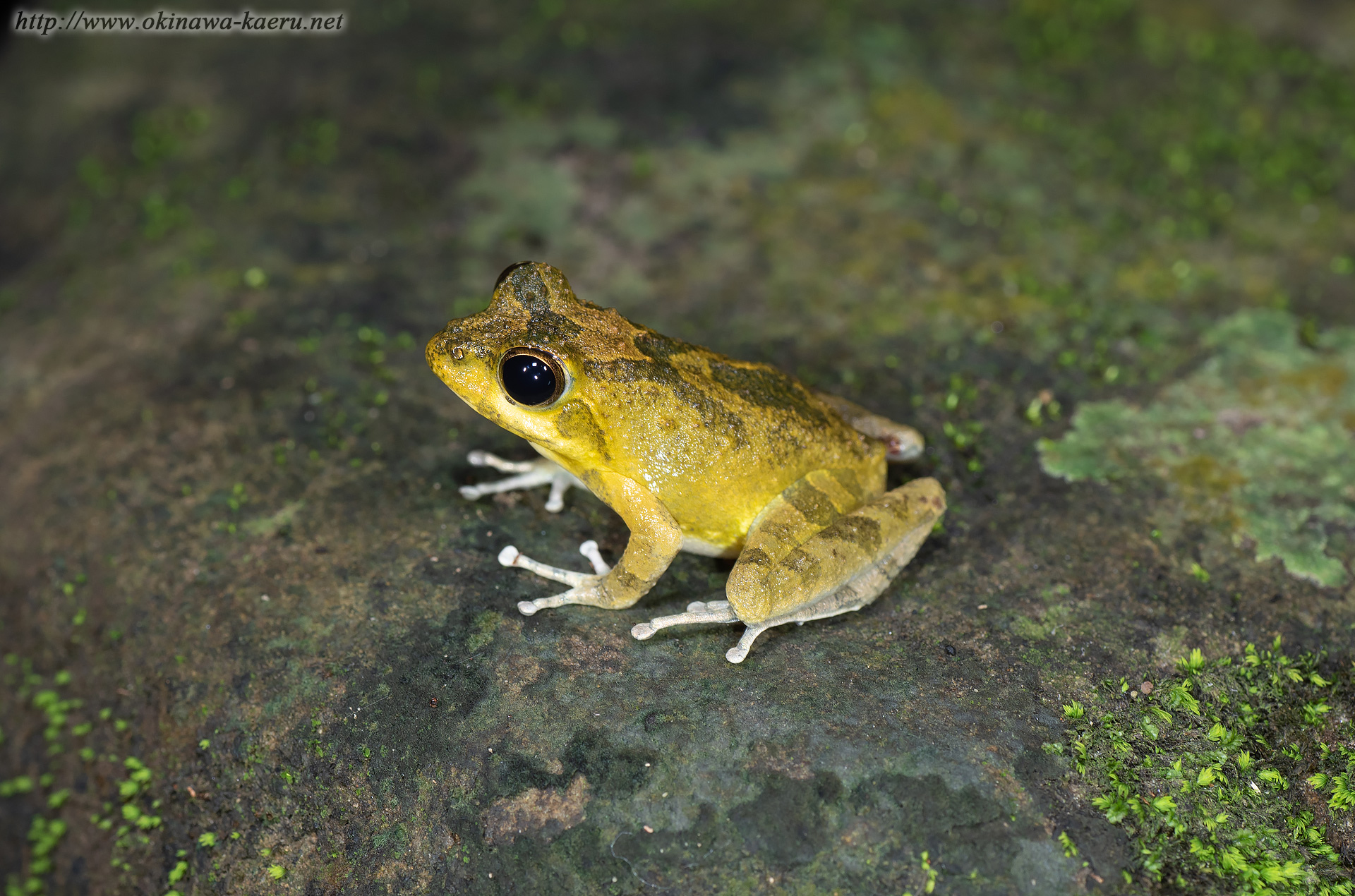 ヤエヤマカジカガエルの画像