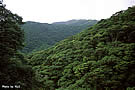 奄美大島の森の写真