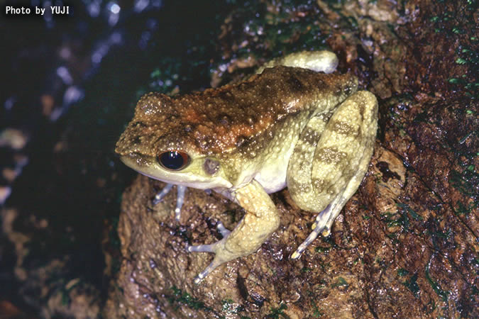 オットンガエル Babina subaspera 奄美大島の両生・爬虫類