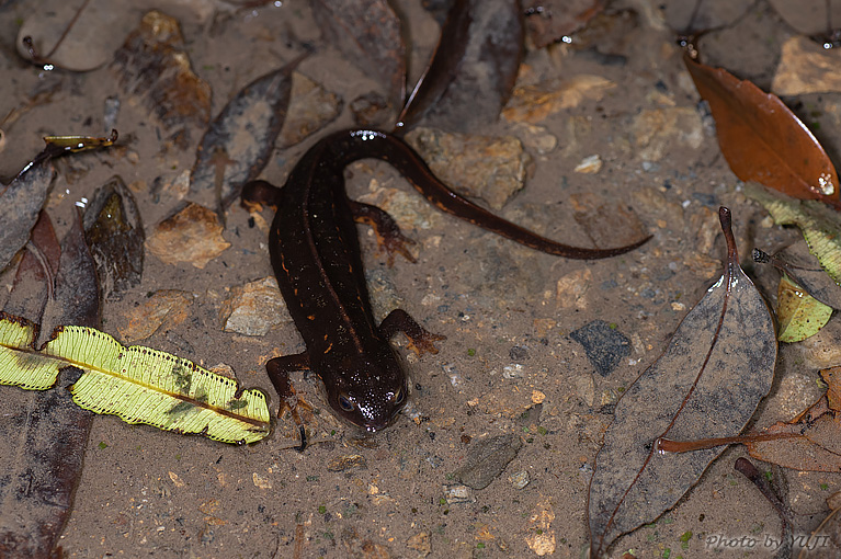 シリケンイモリ Cynops ensicauda