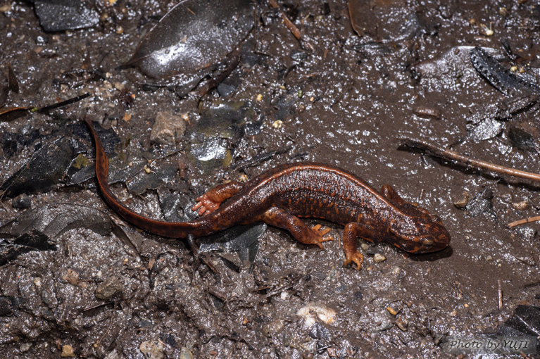 シリケンイモリ Cynops ensicauda