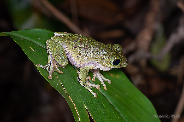 アマミアオガエル Zhangixalus viridis amamiensis