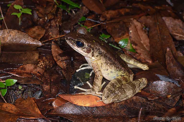 アマミハナサキガエル Odorrana amamiensis