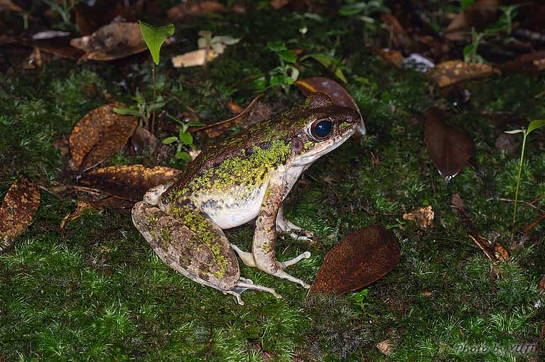 アマミハナサキガエル Odorrana amamiensis