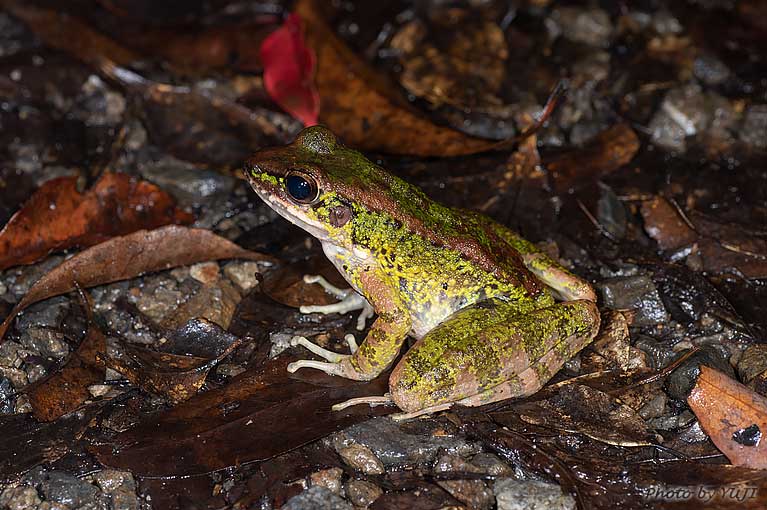 アマミハナサキガエル Odorrana amamiensis