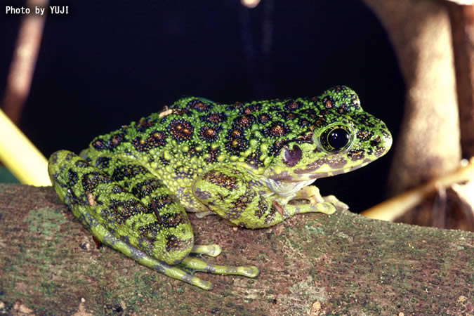 アマミイシカワガエル Odorrana splendida