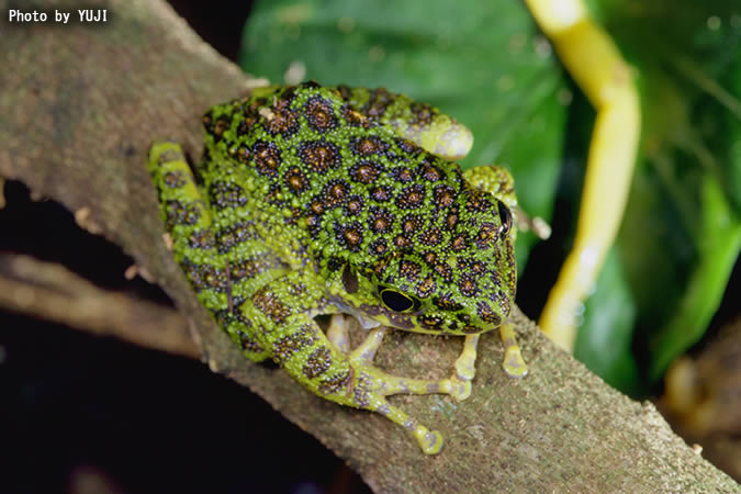 アマミイシカワガエル Odorrana splendida