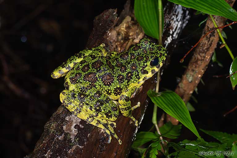 アマミイシカワガエル Odorrana splendida