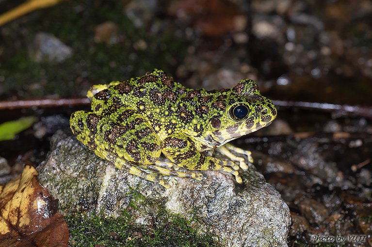 アマミイシカワガエル Odorrana splendida