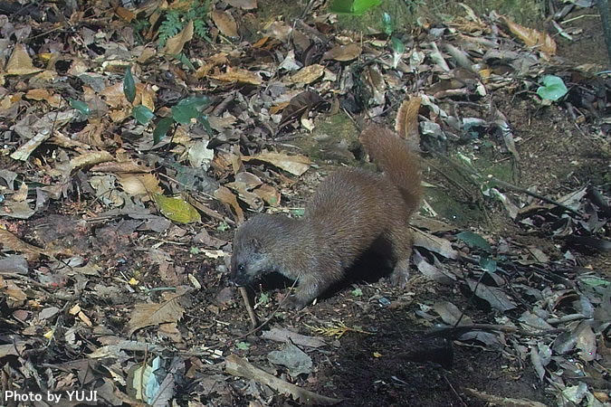 ニホンイタチ Mustela itatsi