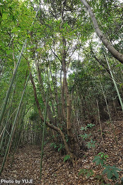 裏山の雑木林