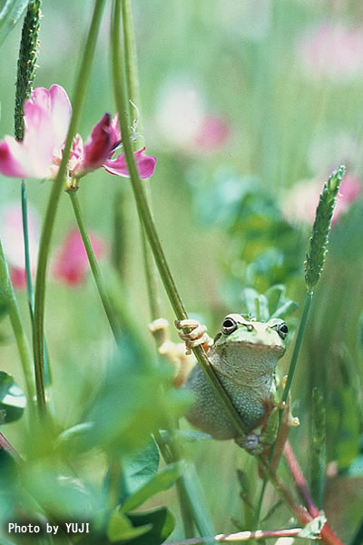 ニホンアマガエル Hyla japonica