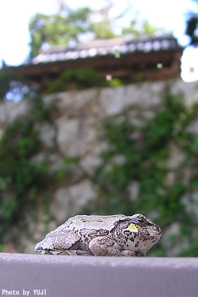 ニホンアマガエル Hyla japonica