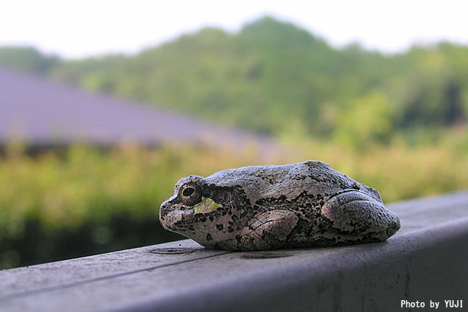 ニホンアマガエル Hyla japonica