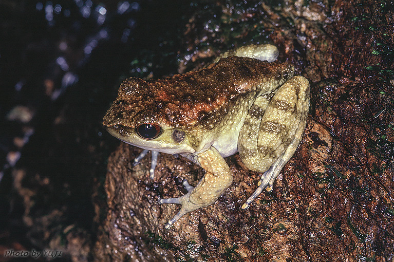 オットンガエル Odorrana amamiensis