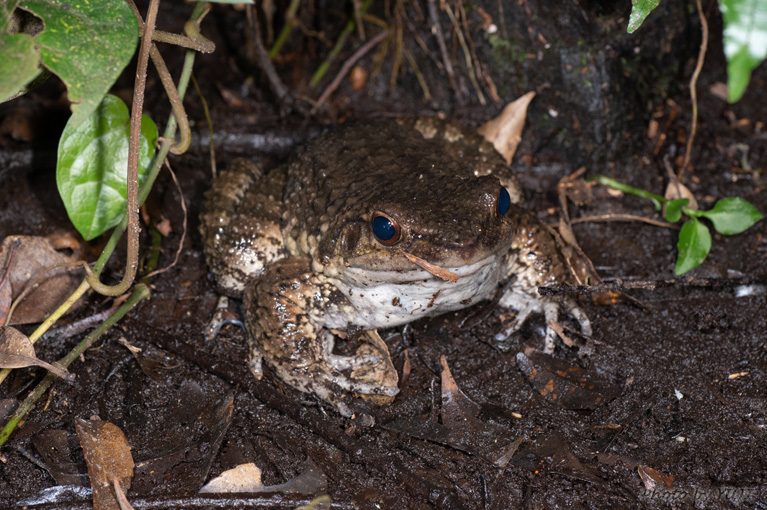 オットンガエル Odorrana amamiensis