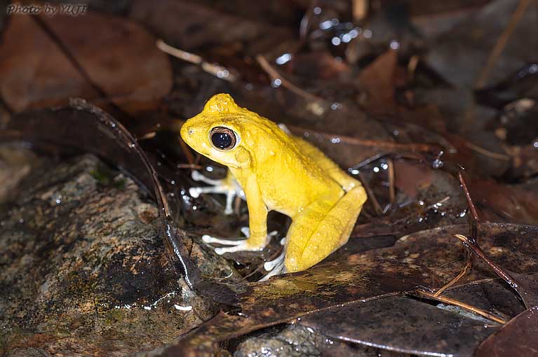 アマミハナサキガエル Odorrana amamiensis