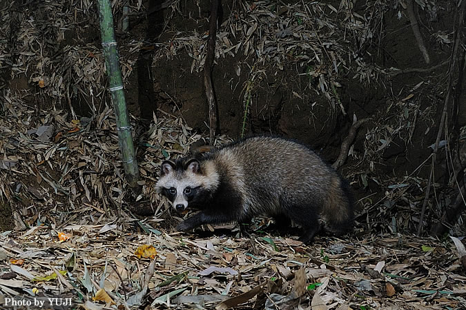 タヌキ Nyctereutes procyonoides