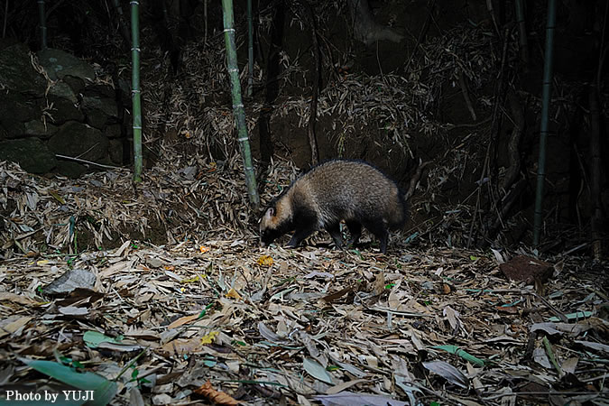 タヌキ Nyctereutes procyonoides