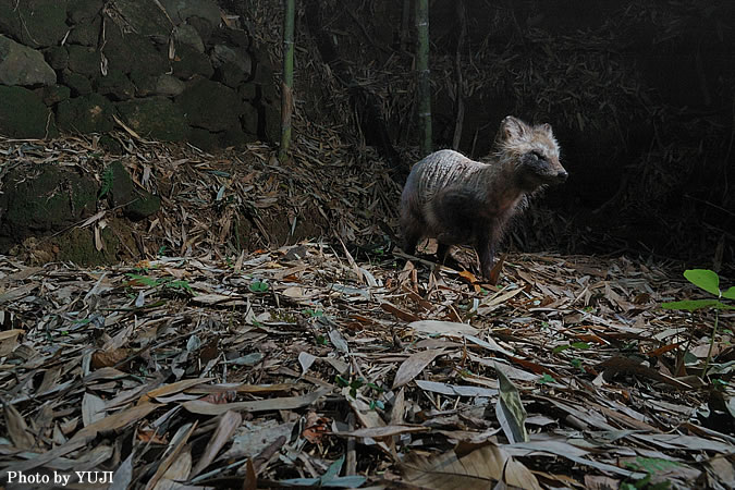 タヌキ Nyctereutes procyonoides